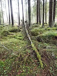 A fallen tree in a forest