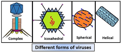 types of viruses