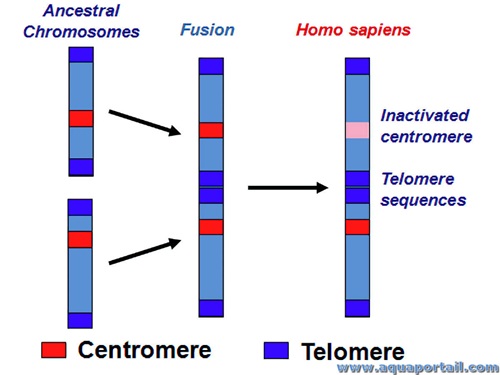 Chromosome 2 fustion diagram